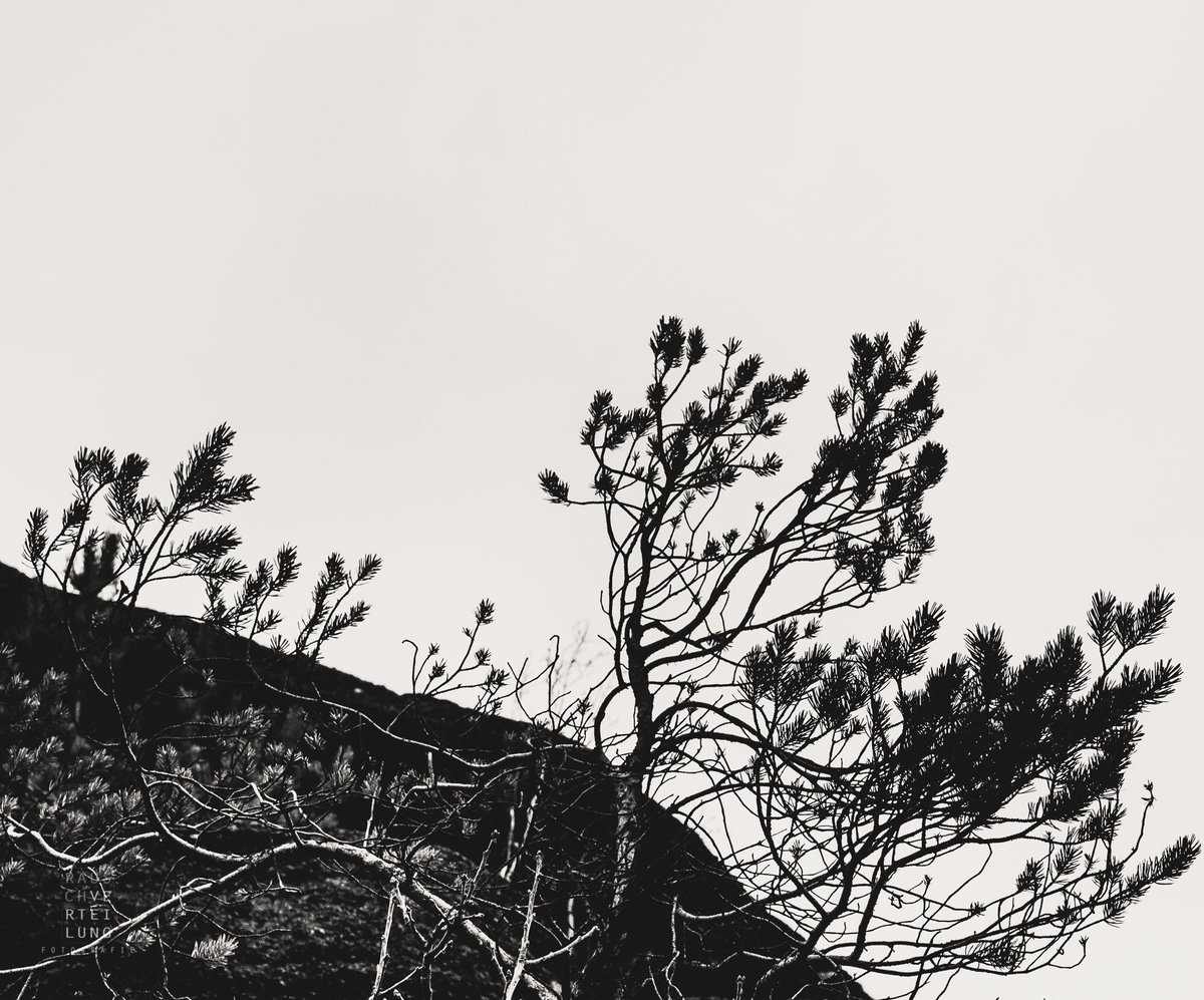 krischaanklaus's tweet photo. „Verzweigt“
#nature #photography #bnw_captures #bnw #fotografie # https://t.co/rNijfk6Gid