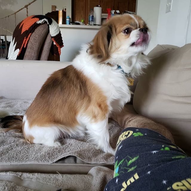 scottricketts's tweet image. On the couch with the dogs #bleah #puppies #jax #rescuepup #chinsofinstagram #dogsofcincinnati ift.tt/2EcRWYG