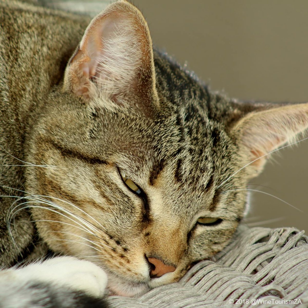 winetourismza's tweet photo. Don't disturb me human! The #PinotageCat enjoying a #LazySunday.
#letsleepingcatslie #tabbycat #catlife #catsoftwitter https://t.co/yn1OO55dKm
