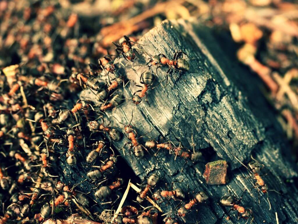 BugCommander's tweet photo. This Home Pest Control Company Can Remove These Types of Ants https://t.co/SDrB8tBBHd https://t.co/YLrYxgve20