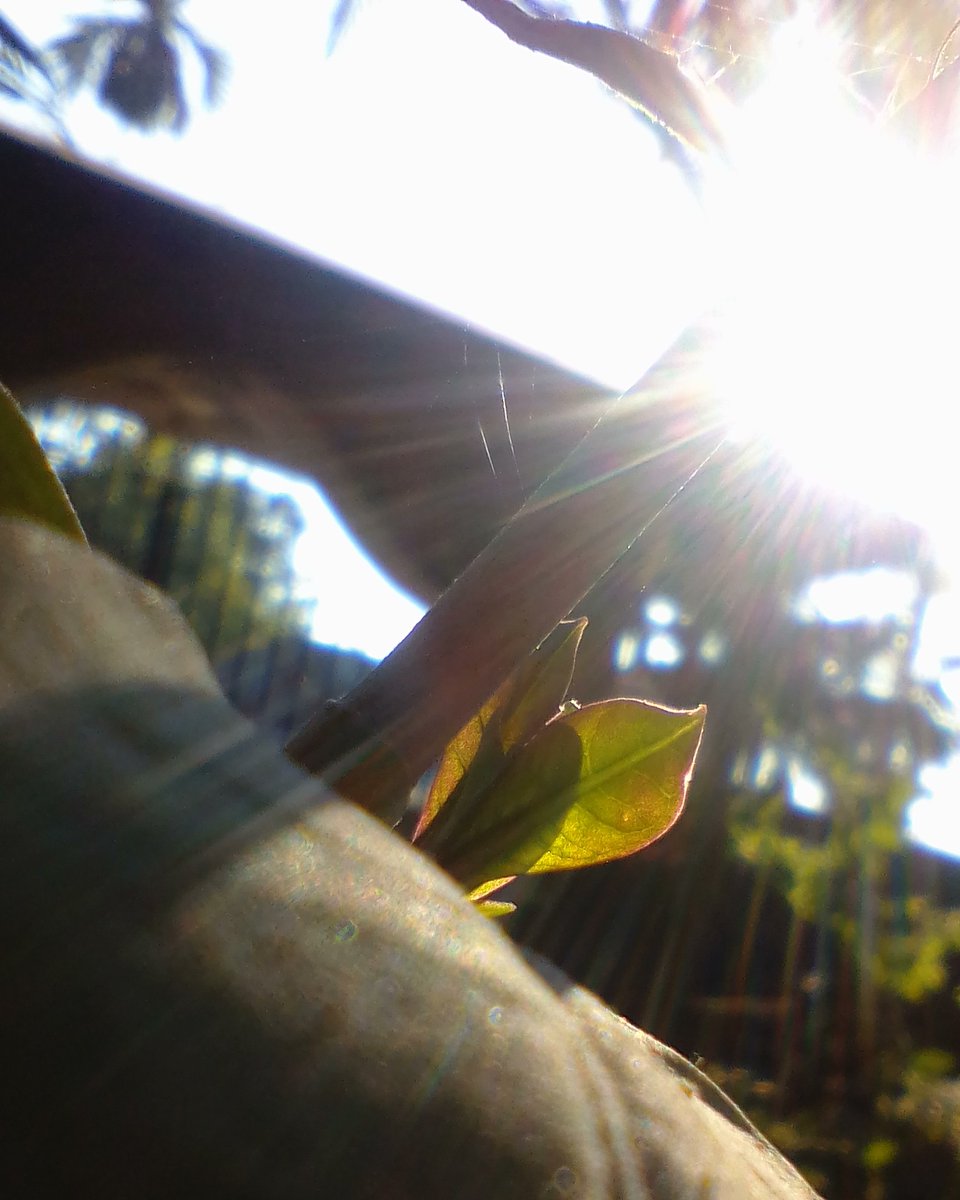 Creature__JJ's tweet photo. #naturesbeauty #natureslove #naturesphotography
#mothernature
#nature #naturebeautiful #natureshooters
#clicked #by #5 #mp #camera  #tree #green #naturelovers #naturebeauty #morninglight #joyclicks #tree #beauty #tree #mobilephotography #savetrees #India #sunlight https://t.co/t82dkQRXrm