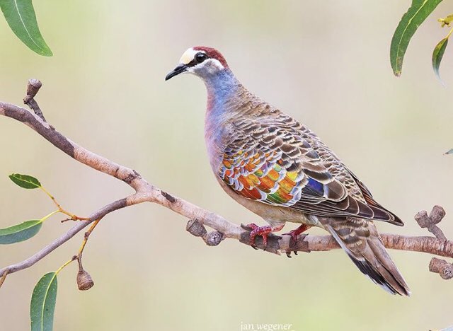 Nnedi's tweet image. A common bronzewing. What a lovely pigeon! 💐🦜