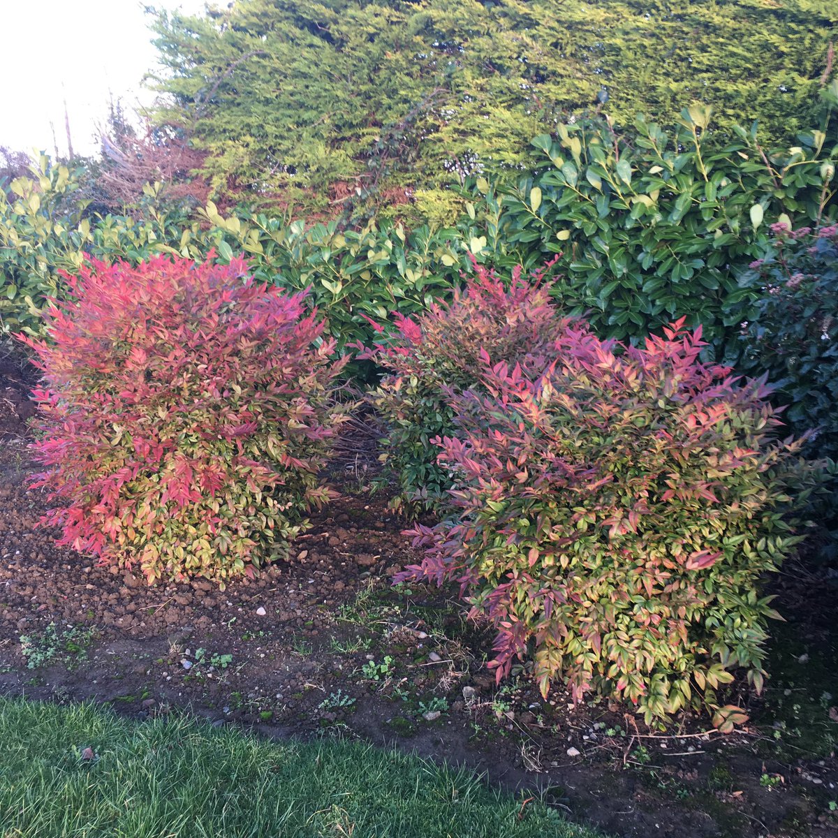 Nandina Obsessed not only a great drought tolerant garden plant but fantastic hardy landscape plant also