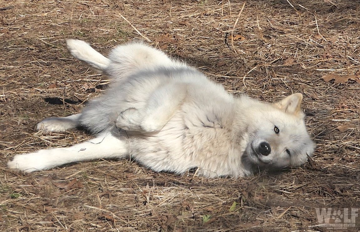 nywolforg's tweet image. Adopt the pace of Nature. #sundaymorning