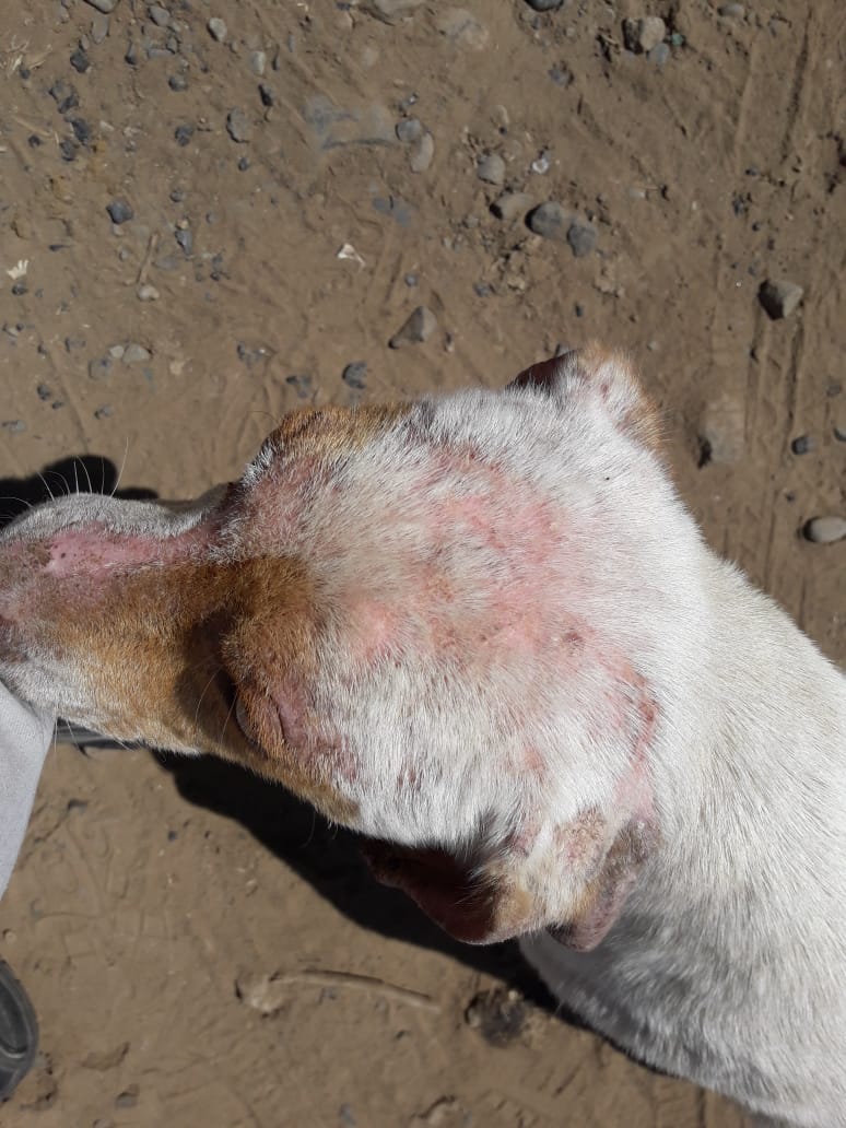 betohi's tweet photo. Amig@s hoy compré el Shampoo para los perrit@s del cerro donde vivía Fosforito, yá les dimos Simparica iremos a bañarlos  queremos recuperarlos si nos pueden ayudar por favor se necesita comprar  alimento , latas húmedas (algun@s yà no tienen dentadura) antiparasitarios 🙏🐩🐶 🐾 https://t.co/rxoNL6JWxc