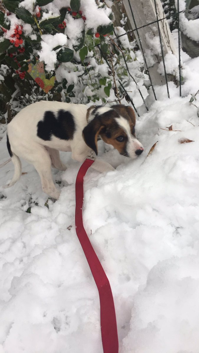 kali_mclane's tweet photo. Snow day with my pup❤️🐾☃️ https://t.co/xY69yk5Ds9