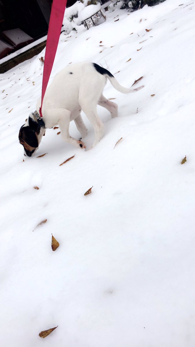 kali_mclane's tweet photo. Snow day with my pup❤️🐾☃️ https://t.co/xY69yk5Ds9