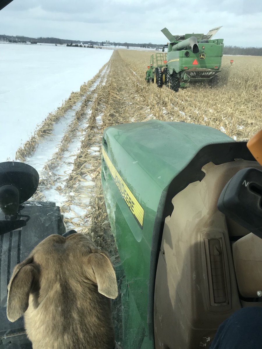 Chasing the finish line #sundayofficeview #mansbestfriend