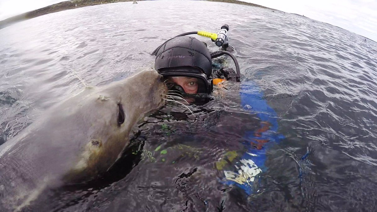 Just 1 week to go for #seal #diving special with <a href="/farnesdiving/">William Shiel</a> 
Sunday 16th Dec 
There may still be places - try William Shiel 07799666573

<a href="/NScubaDivers/">Northumbria Scuba</a> <a href="/DivingCentreNE/">Diving Centre</a> @NUSAC_ @deepbluepirates <a href="/BSACDivegod/">Stockton Divers</a> #scubadiving <a href="/NTUSubaqua/">NTU Sub Aqua</a> @The_Fifth_Point