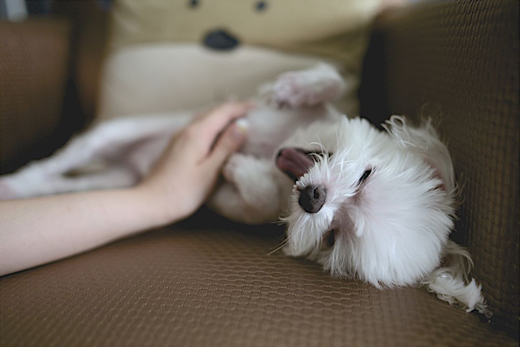 Activ4Pets's tweet photo. Do you ever look at your dog and think, how did I get so lucky? π Download Activ4Pets to make sure they stay healthy for years to come.
.
.
.
#activ4pets #pethealth #petlover #dogsofinstagram https://t.co/SWdFu4pogD