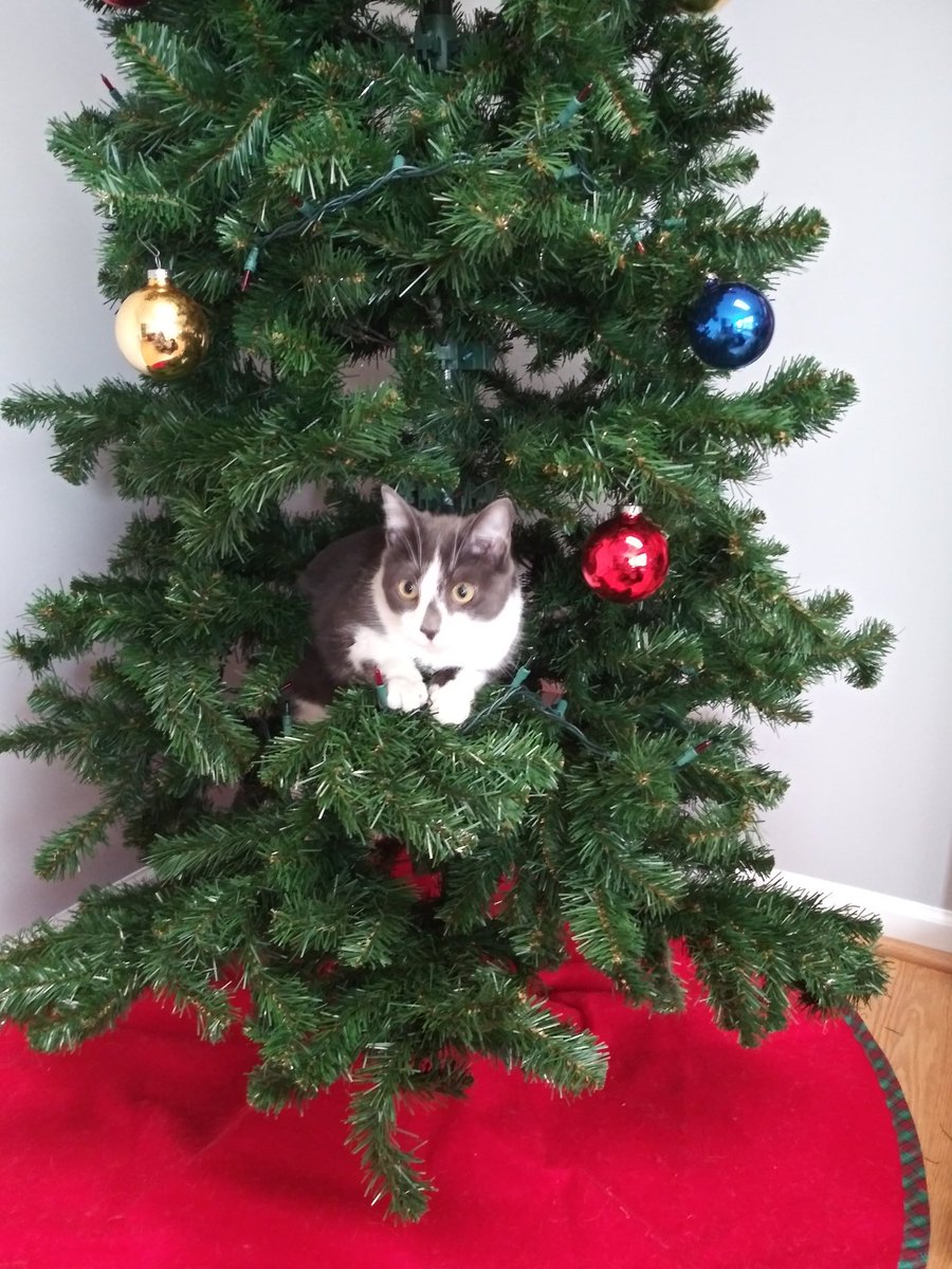 GrayceCat's tweet photo. It's that time of year again. #CatsOfTwitter #cats #Christmas #ChristmasTree #alreadysmashedanornament https://t.co/WPU6L3mNab