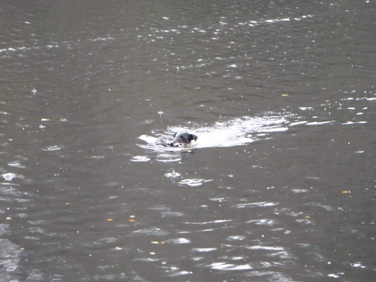 shark_smooth's tweet photo. Who needs a lab for a water retrieve?! Nobody!! Not if you've got a smooth fox terrier anyway!! #countrylife #shootinglife #workingdog #vulnerablenativebreed #Smoothfoxterrier https://t.co/RZqExv5eKA
