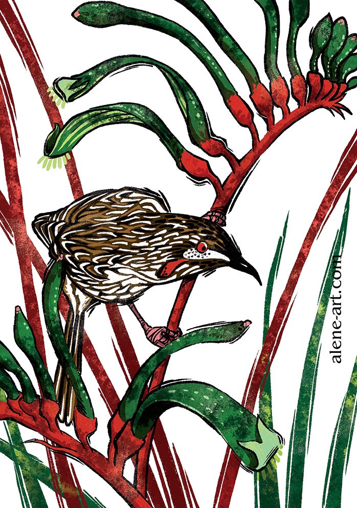 AleneArt's tweet image. A #kangaroopaw and #nativebird #christmascard for #illo_advent today. 💜

#illustration #bird #australia #photoshop #illo_advent2018