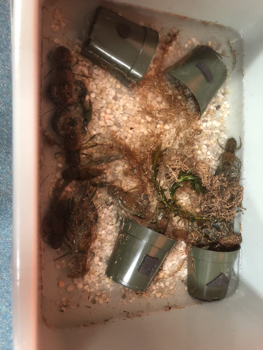 Jennifer L Traversone tweet media