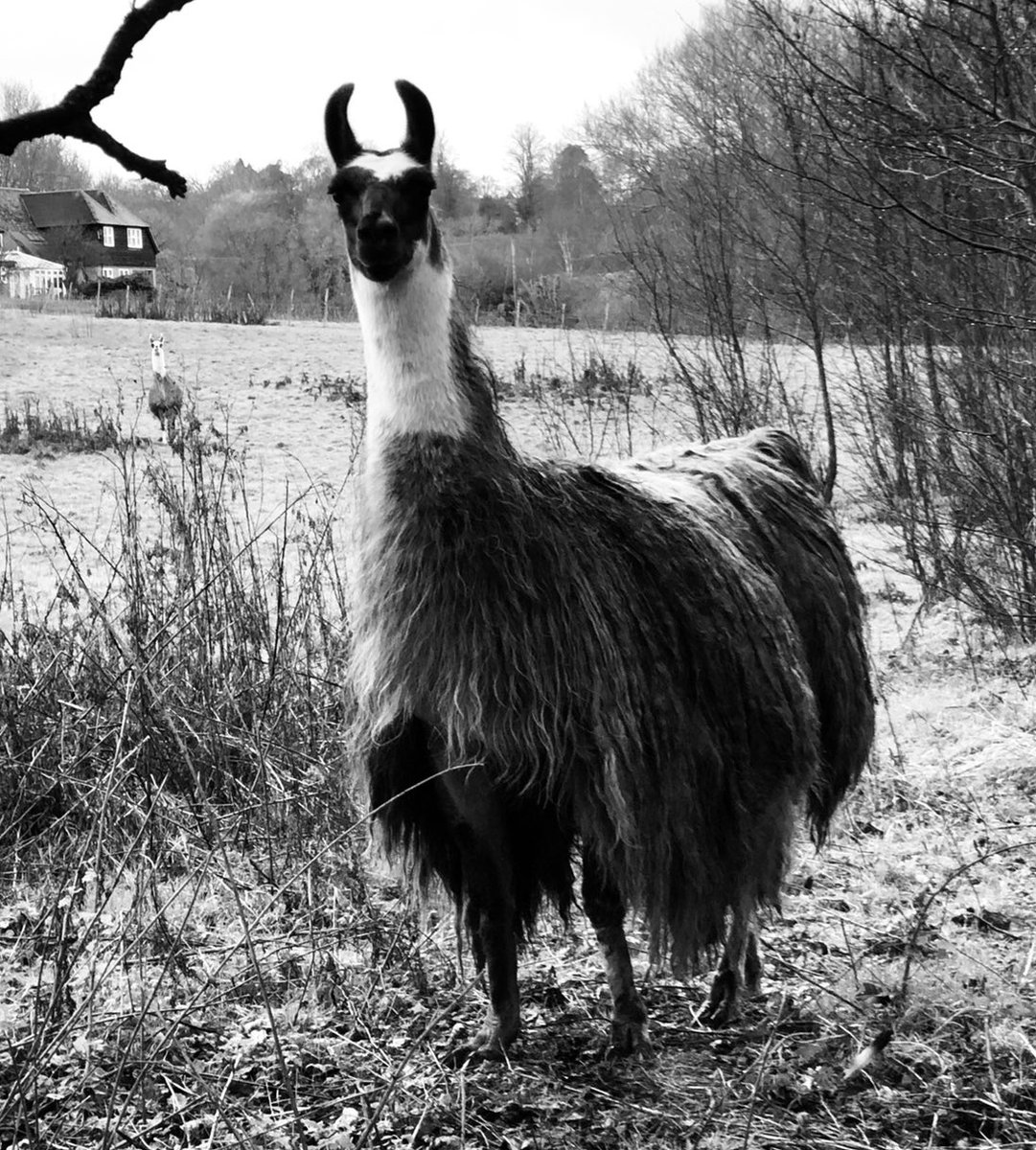 alvie_health's tweet photo. Day 3/7 #7dayphotochallenge  we nominate nurse extraordinaire @LucieRudd.                                 #llama #grumpyllama #life #kentwalks https://t.co/HgGmGVwDVE