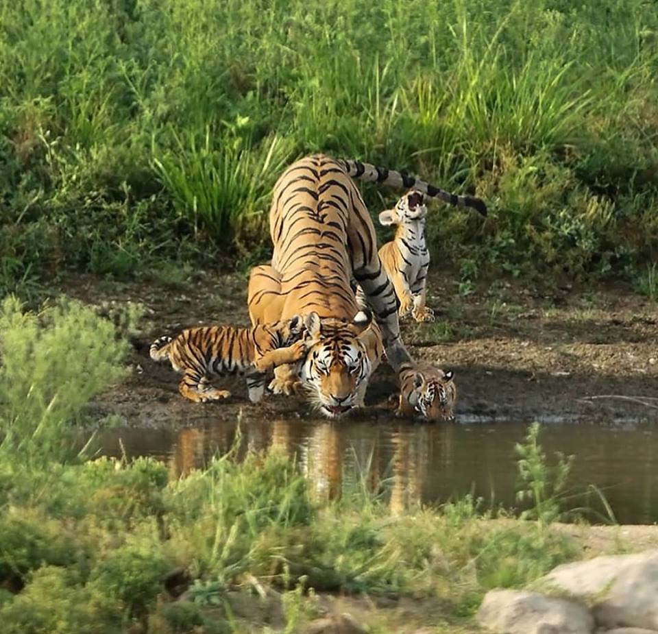 Una tigresa toma agua a lado de sus crías en India. 
Foto: Sarosh Lodhi