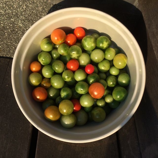 phoeb0's tweet photo. I made green tomato chutney out of unripe tomatoes left over from the summer #balconygarden #rewildinglondon. Read about it here https://t.co/2DbwMTynRV https://t.co/Kmo9w8wbVq