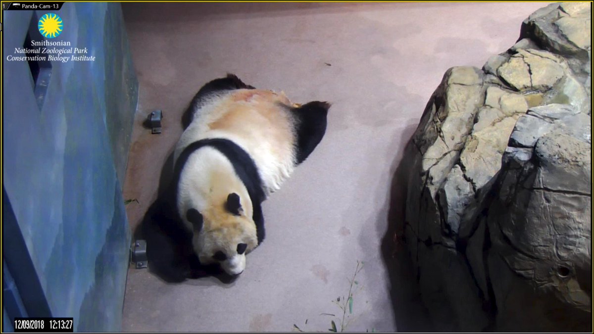 JoyHinnant's tweet photo. Awe!!! #Daddee LOVIN' it 🛏️😴💤& #Mommee wishing she had one 🤔❤️ we'll get u one BEAUTIFUL #Mei 👑 @tiantianpanda97 @MommyMei98 https://t.co/AUMbMDiqgu