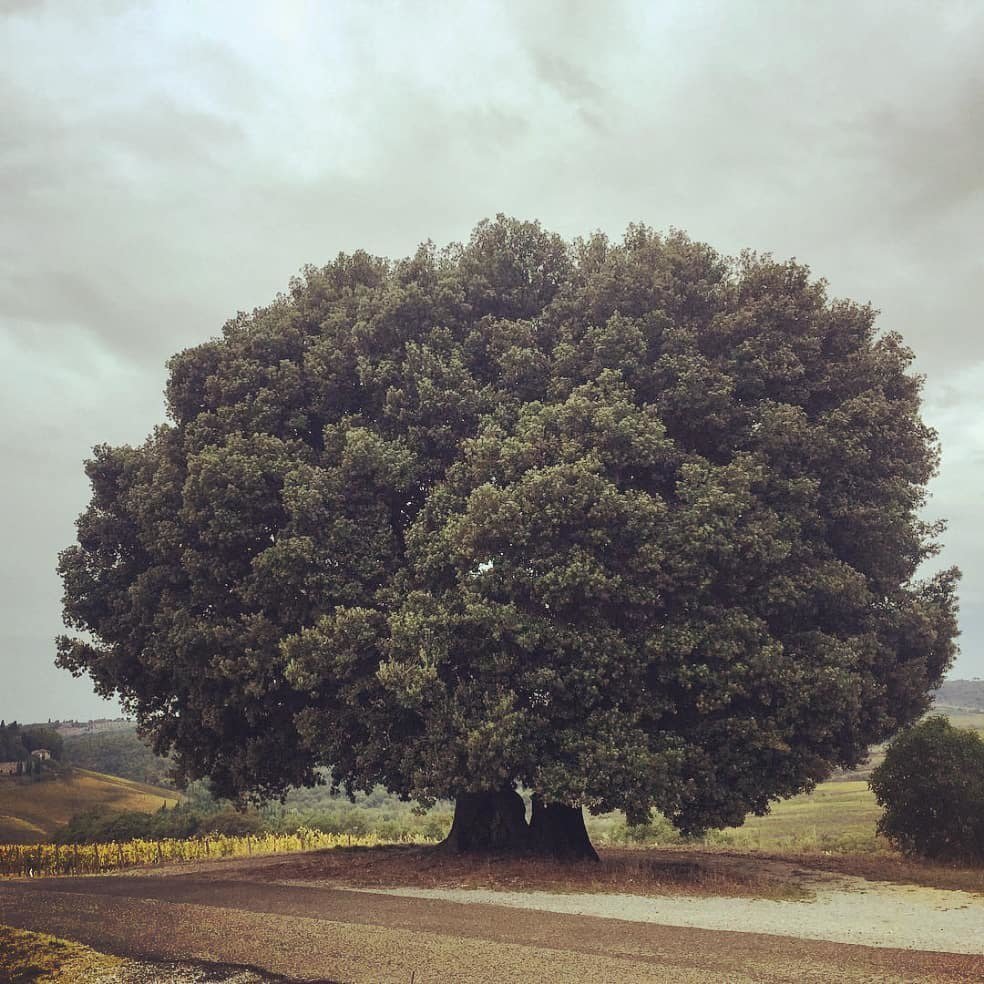 Il Leccione di Gaiole in Chianti #chiantilife #leccione #leccio #chiantilove #tree #alberi #toscana #tuscany #igers #igersitalia #igerstoscana Photo credit: @elenaborrone⠀