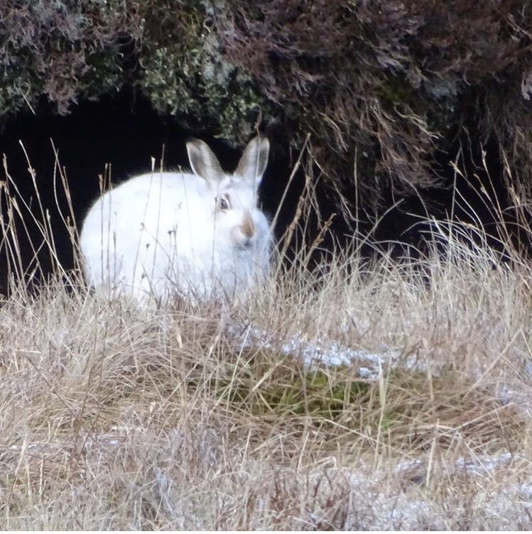 We spent our Sunday doing a bit of wildlife spotting. And we spotting a LOT! 

On just one hill we spotted Red Grouse, Black Grouse, White Hare and Red Deer. So great to see wildlife thriving on the Estate.

#scotland #wildlife #estatelife