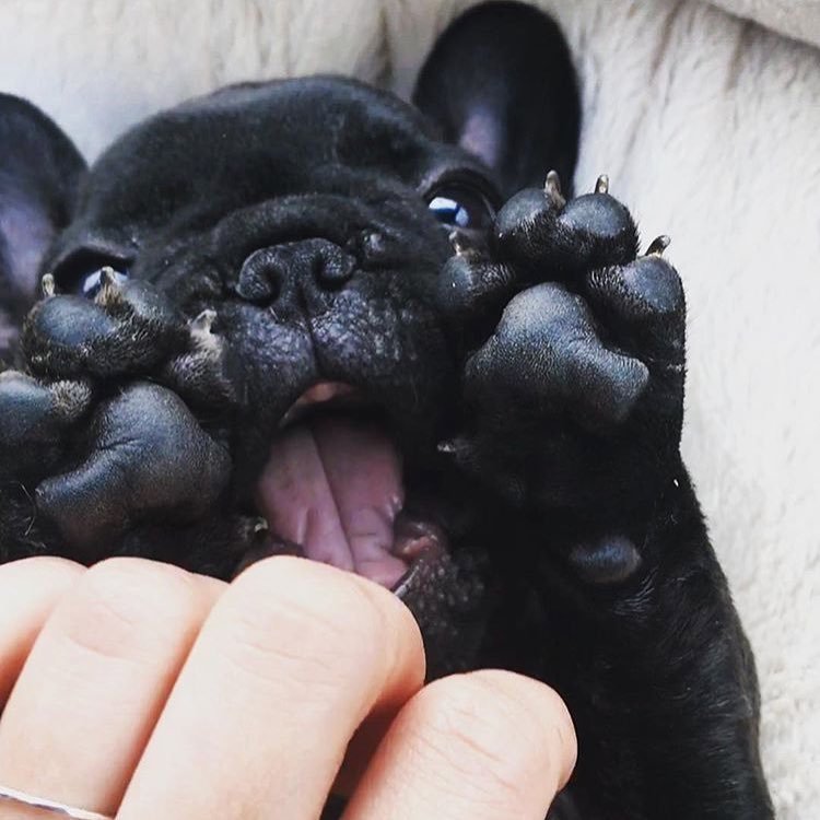 petshopposts's tweet image. ¡No me hagas reir! 😂🤣😂🐾
via: instagram.com/stevie.the.fre…