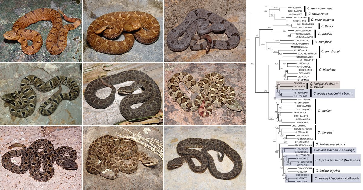 HERPMX's tweet photo. Research by Christopher Blair, Rob Bryson (@phylobiogeo), Charles Linkem, David Lazcano, John Klicka (@odlaasil), and John E. McCormack reveals cryptic rattlesnake diversity in the Mexican highlands. The full article is available here: https://t.co/paRlEqTjK1 https://t.co/oanese1N15