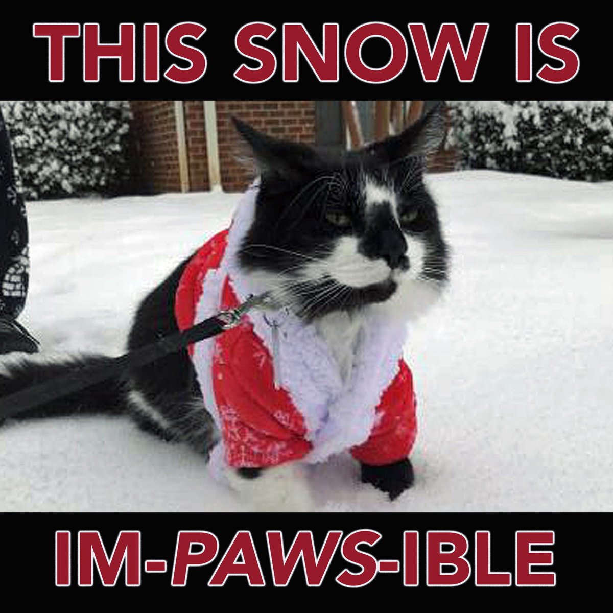 WRAL's tweet photo. Do you agree wtih Eminem the cat? #wrasnow https://t.co/G5S8VimOwK