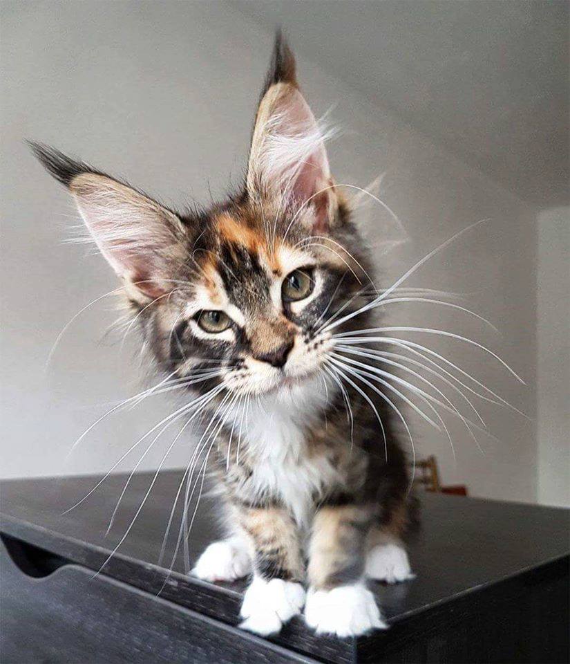 Funny Pet Videos (@funniestpet33) on Twitter photo 