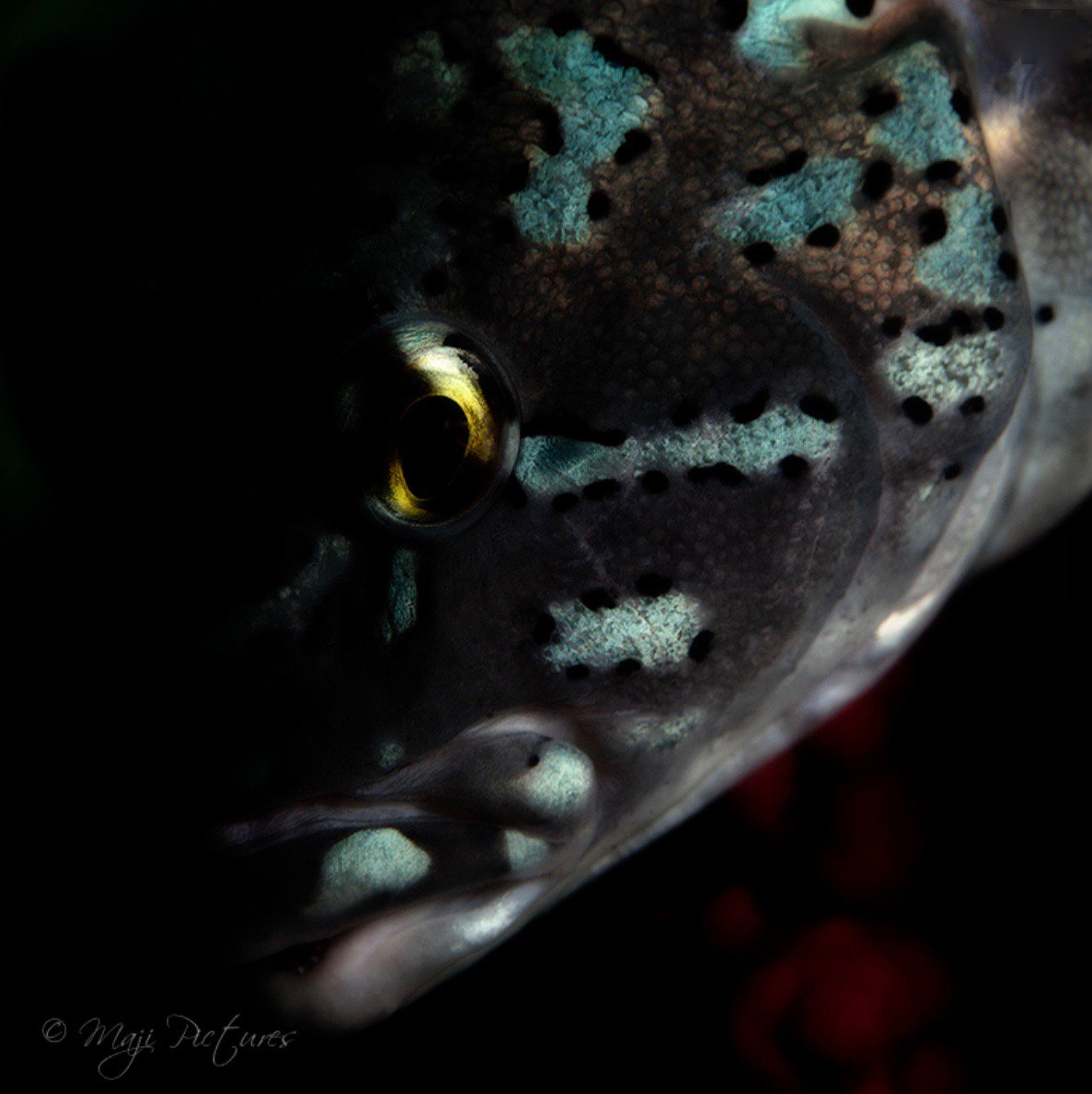 braden_haggerty's tweet photo. Looking at me through a fisheye lens. 
#underwaterphotography https://t.co/7SHZrFNeUS