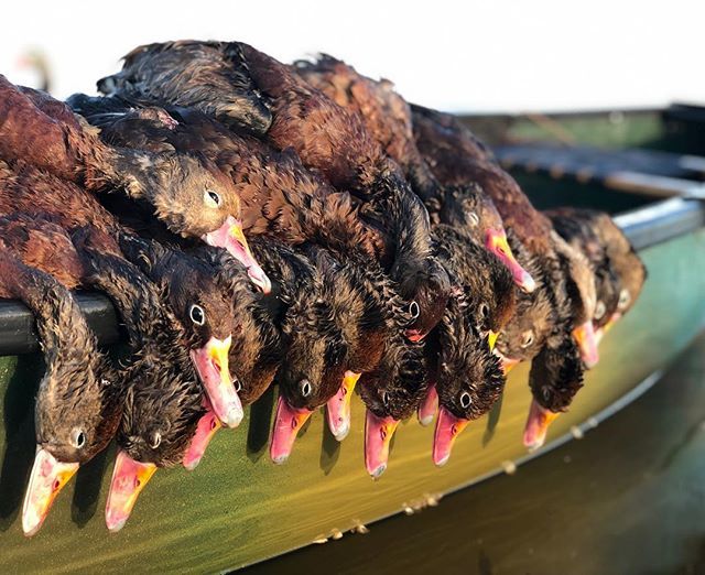 MarshDoodle's tweet photo. 💥 Black Belly Smack Down 💥
.
. .
. . .
#blackbelliedwhistlingduck #blackbellied #whistlers #treeduck #smackdown #3manlimit #hurtlocker #marshdoodle #smokinquack https://t.co/9Mpm9TR1Ry https://t.co/PIa5pIGigf