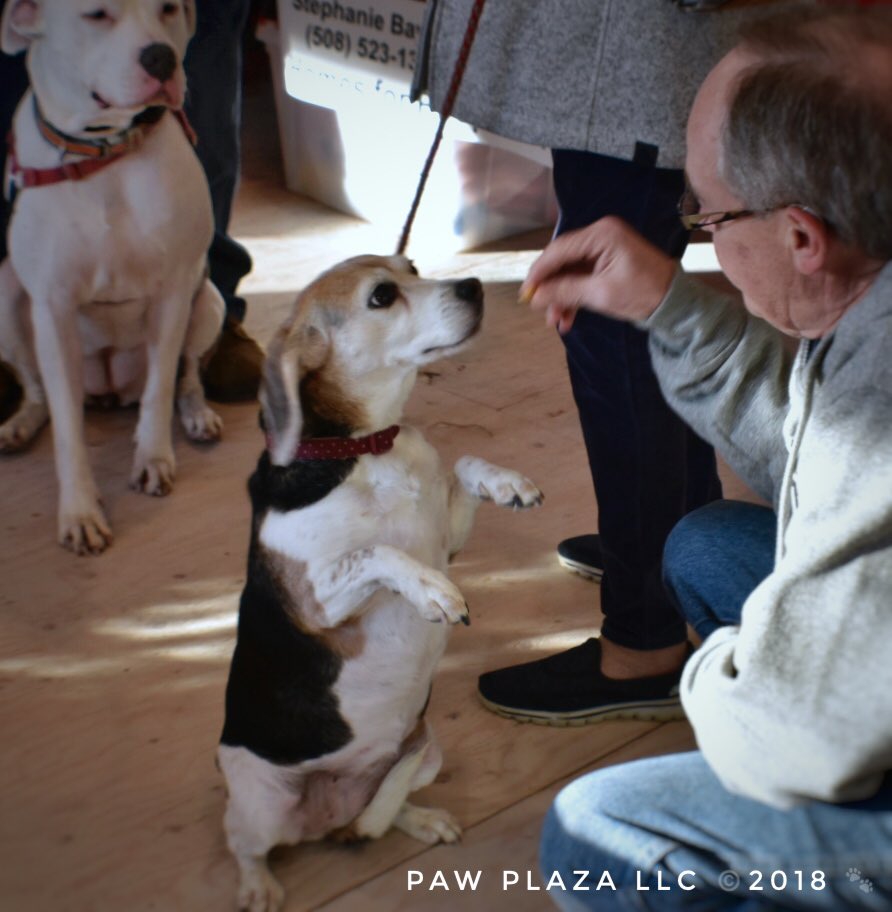 Plaza - Full Service Dog Care (@paw_plaza) /