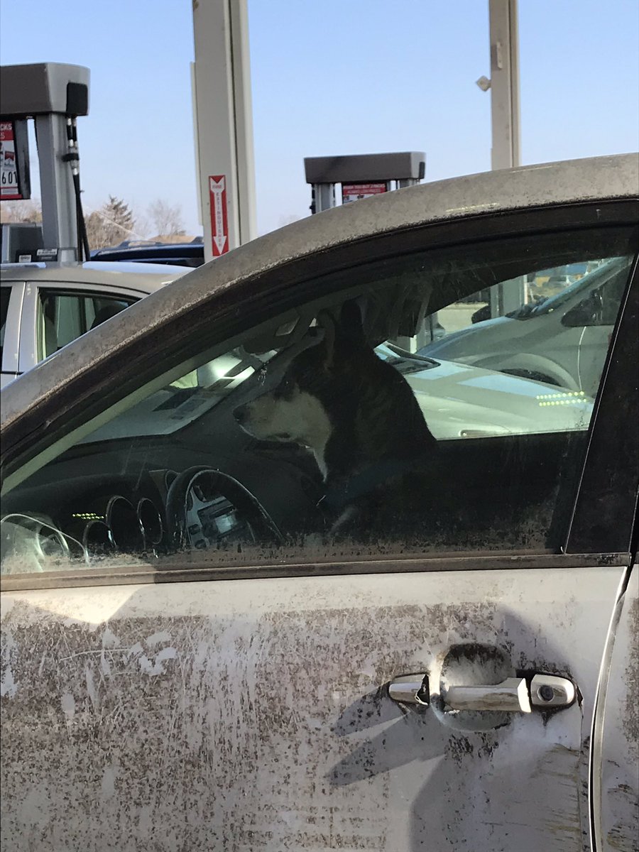 wonderBmarie's tweet photo. Um, I hope he has his license. #doggo #dogsthatdrive ๐ https://t.co/L88TtN9HsG