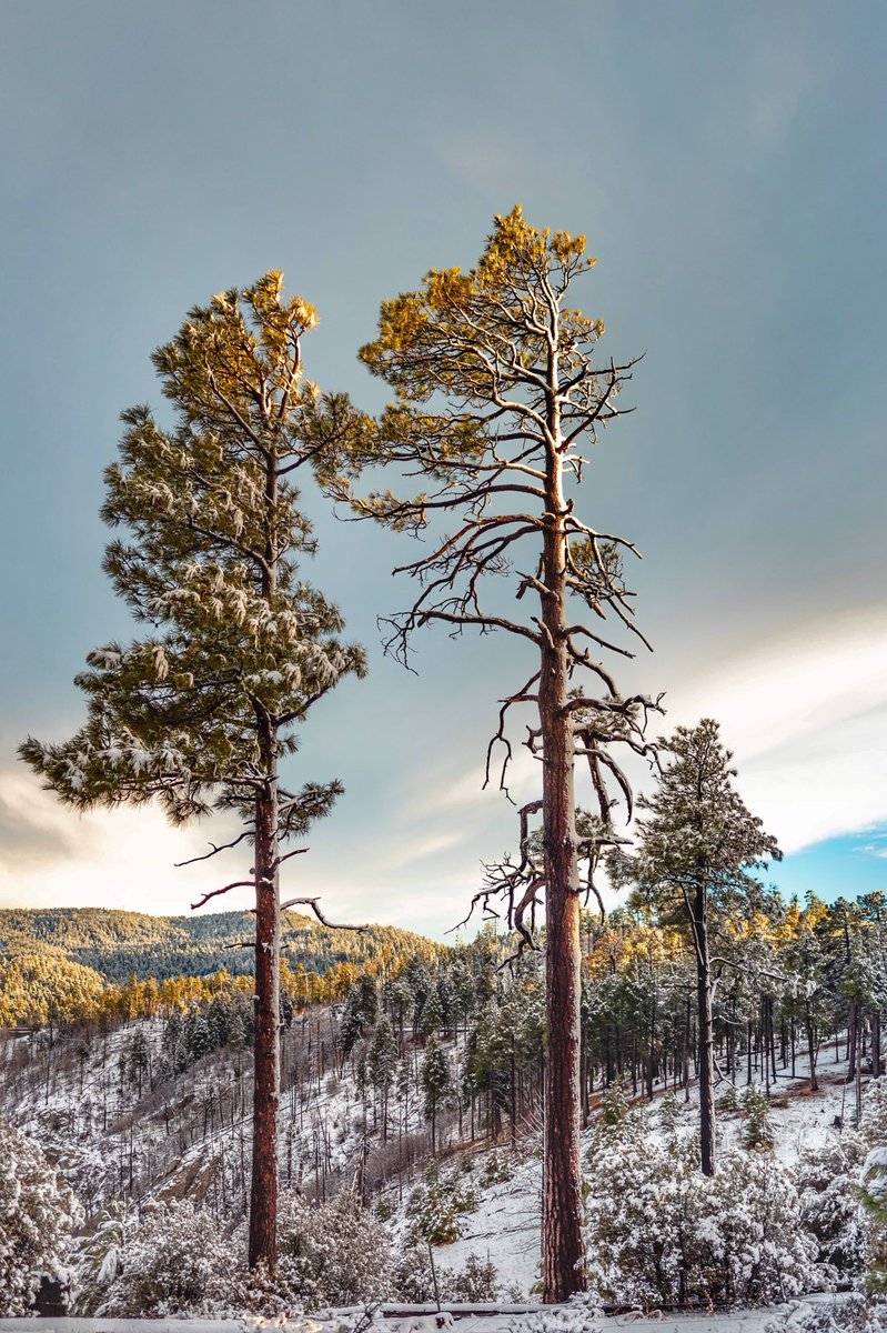 RAMJPG's tweet image. Snowy photos of Mt Lemmon you can use as a wallpaper @whatsuptucson