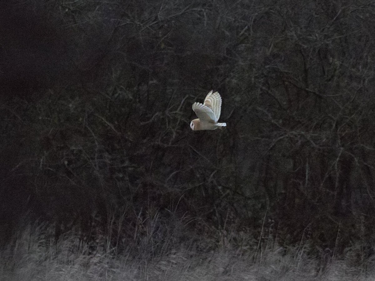 Great to see the SEO and Barn Owl at Papercourt Meadow this afternoon. Both birds put in an appearance just as I arrived, between 3 and 4pm.