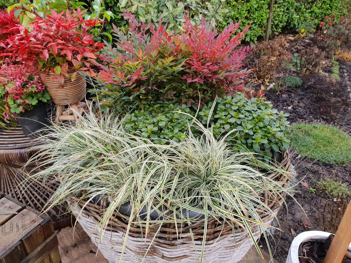 <a href="/LoveMyPlant/">MyPlant®</a> Here is obsessed together with EverColor Everest and Encore Pure White <a href="/EverColorPlants/">EverColor®</a>