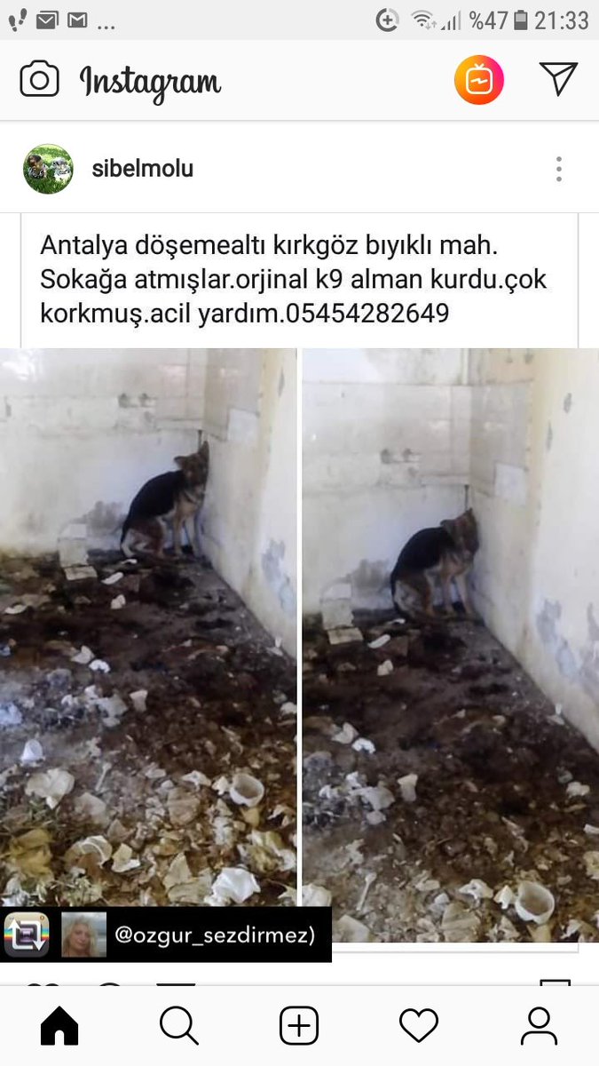 <a href="/sokaklar_yasak/">SokaklarBileYasakBze</a> <a href="/HayvanseverGaze/">Hayvansever Gazetesi</a> <a href="/ajanimopetmag/">Ajanimo</a> @ablrozlgn <a href="/MBarisSengun/">Barış ŞENGÜN 🌱</a> <a href="/empati_official/">Empati</a> <a href="/DokuzOlmaz/">OnNumara</a> <a href="/masum_gozler/">Masum Gözler</a> @CanlaraYuva <a href="/Leylaltn/">leylaltn 🇹🇷</a> <a href="/esraca/">AYSESRA♋</a> @EsraLcL <a href="/fatosa24/">Aigina</a> <a href="/sevdauner/">SEVDA ÜNER</a> <a href="/Sevgimerhamet/">SEVGİ & MERHAMET</a>