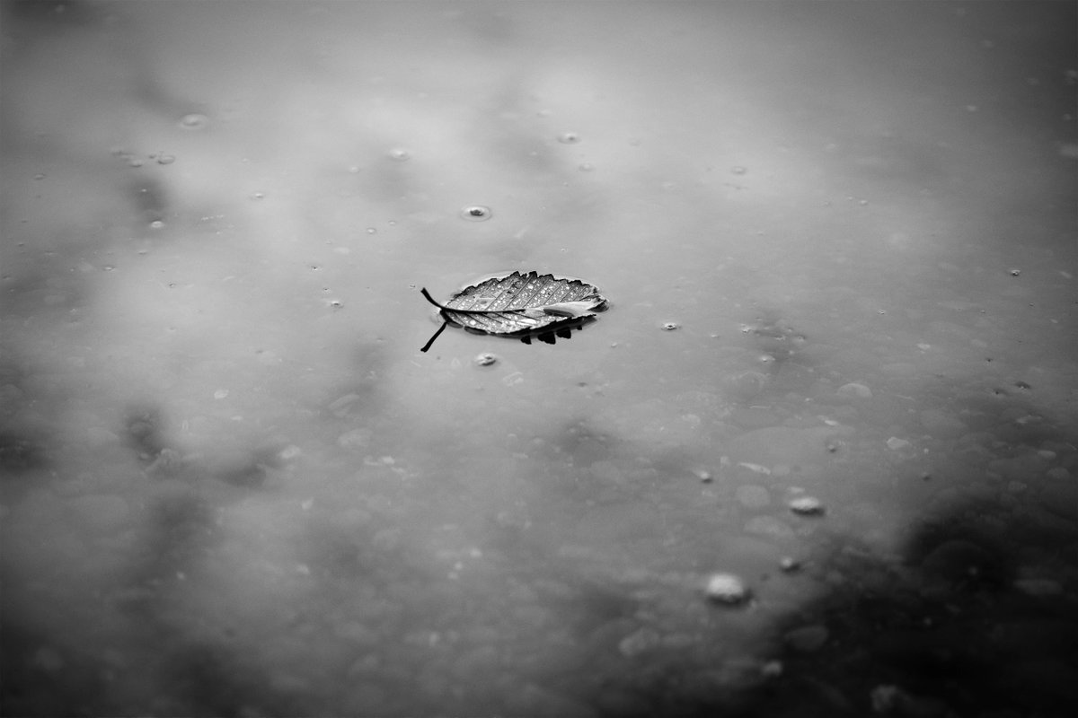 Listen, if this leaf has found some time to float before continuing its procession in the great cycle of life, so should you! Call us today (206.673.5132) and reserve yourself an hour of weightlessness and possibly straight bliss 💫 .   Oh yeah, and all floats are currently $39!