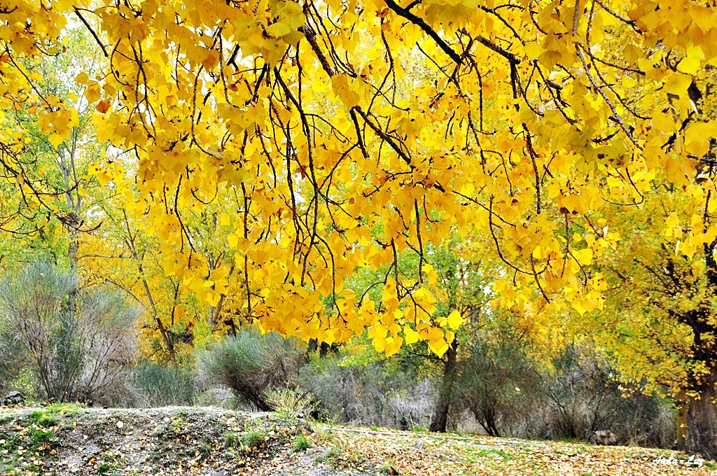 Colores de Otoño