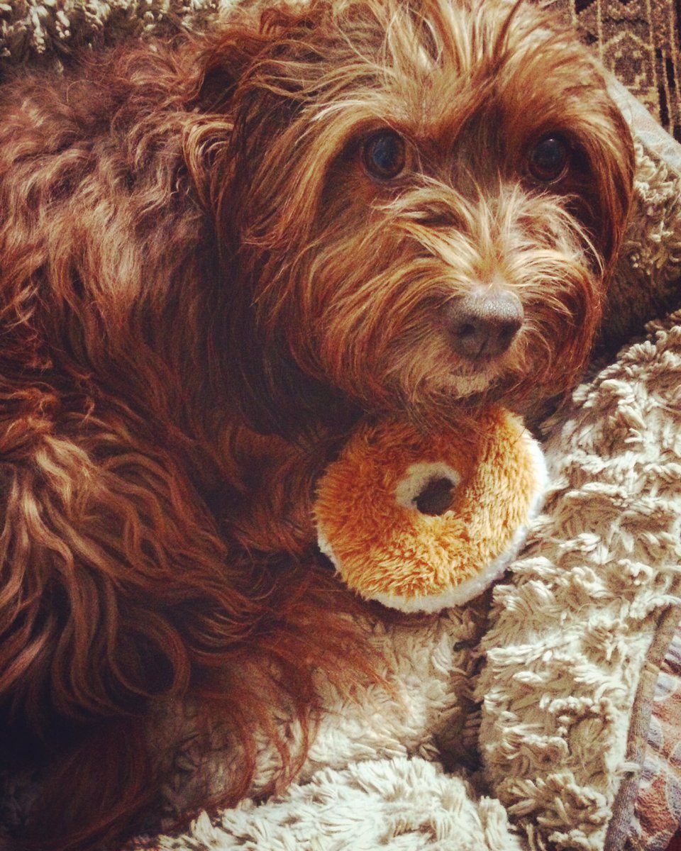 MrBrock's tweet photo. Got her a Hanukkah bagel. #Hanukkah #Shirleygram #howwebrunch https://t.co/RSHPf7f0PW