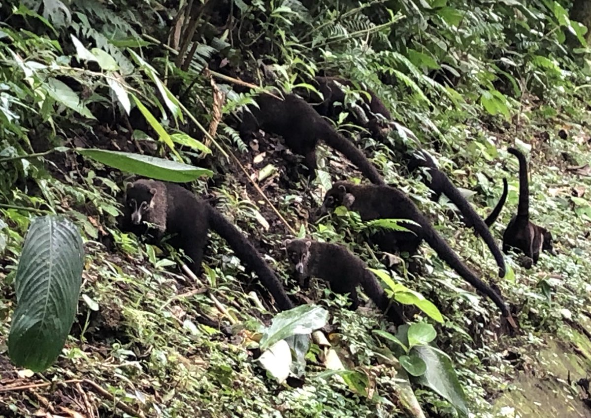 Elgusrodriguez's tweet photo. En una carretera de La Fortuna, Costa Rica 🇨🇷, en las faldas del volcán Arenal
#Pizotes https://t.co/JTErQxI5S5
