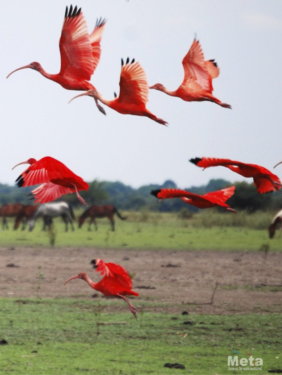 turismo_meta's tweet photo. Una de nuestras aves preferidas en el llano, #Corocora, #Garza roja, corocoro rojo, también llamado #IbisEscarlata, sidra o guará.
Nombre científico: Eudocimus ruber #Aves #Meta #Top5 #Aves #AvistamientoDeAves #Birding #Bird #SomosLaRutaNatural https://t.co/KiL2FMVWfj