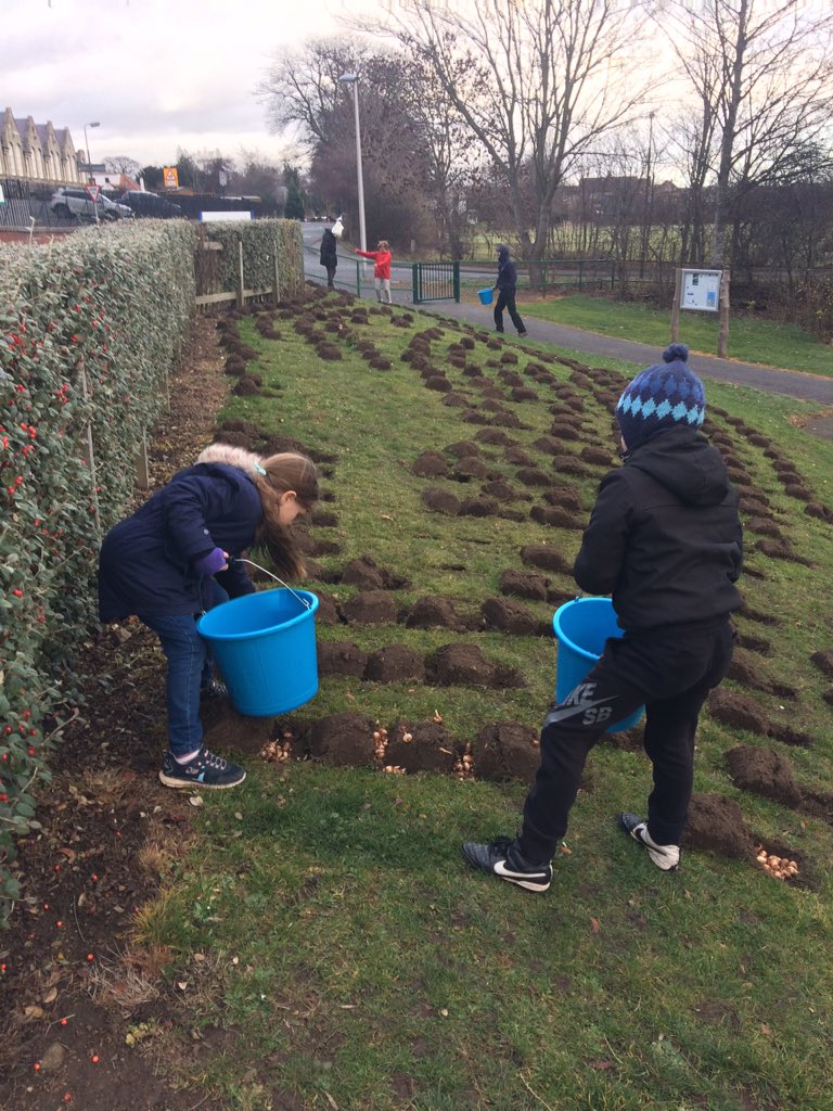 LindseyMainds's tweet photo. @OrmistonPrimary Lots of #RookieVolunteers helping to plant bulbs in the park on Friday! https://t.co/81RR4udAlg