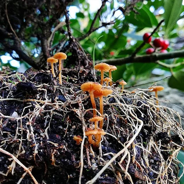 BotanicoUC's tweet photo. Fall/Winter #microlandscape
#fungi #ilex https://t.co/kmMqpeKCWG