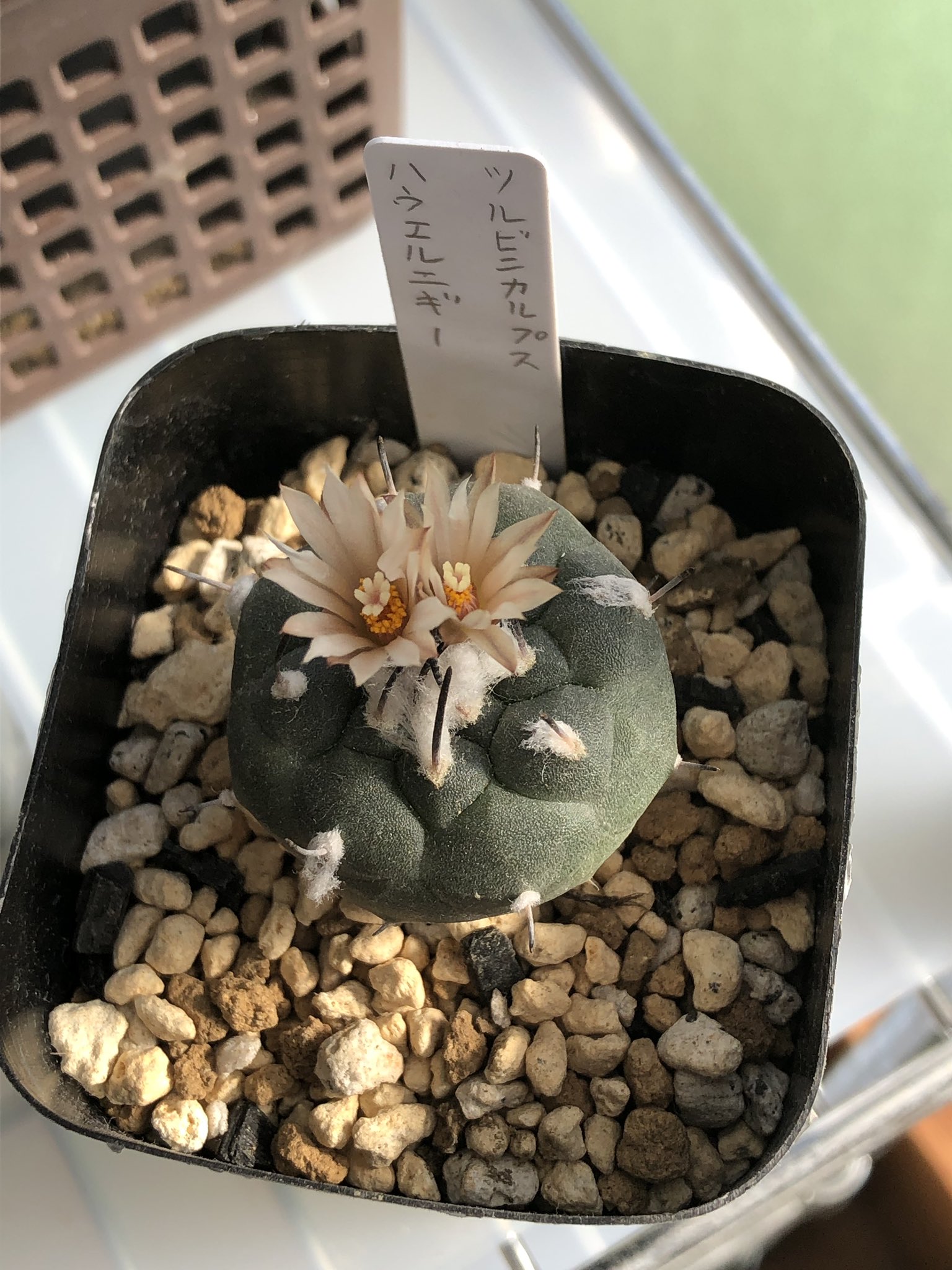 まーてぃん 朝見たら 二つ咲いてた コーデックス 塊根植物 サボテン 多肉植物 ツルビニカルプス ハウエル二ギー 喜びも束の間 水やり失敗 アガベ ホリダ 下葉腐ってた 歯をとって乾燥 頼む復活して M1グランプリ 優勝 霜降り明星 せいやの