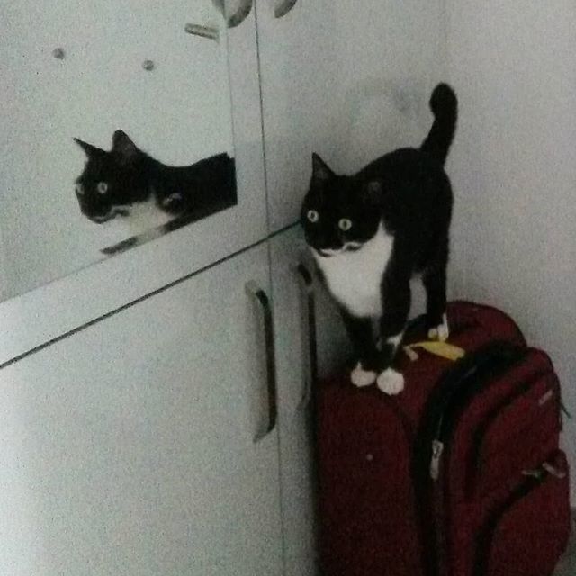 FurlingtonPost's tweet photo. Going somewhere? 
#thedailycrumpet #catsofbodrum  #catsofinstagram #furbaby #housecat #kedim #tuxedocat #tuxielove #siyahbeyazkedi #tuxedocatsofinstagram #gata #gato #katze #chat #neko #kot #catgram #instacat #dailycat #meow #purr #catreflection #suitcas… https://t.co/7CRQ52XF2A https://t.co/QEsyPliQ4M
