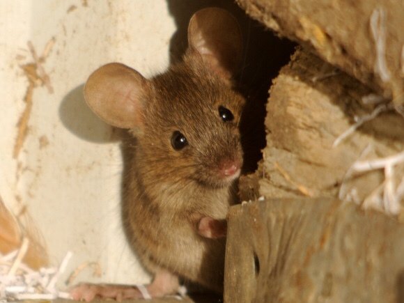Thomas The Field Mouse. Pt 1. gothicfae.wordpress.com/2018/12/02/tho…