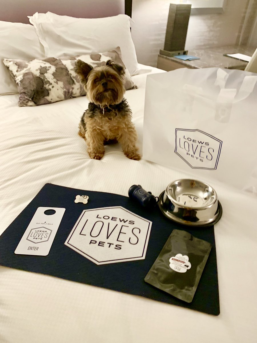 MindyColeman's tweet image. And Buddy Love LOVES Loews!!! 🐾❤️🐾 Just another day in the life of BL.  #welcometotucson #toys #treats #yorkies