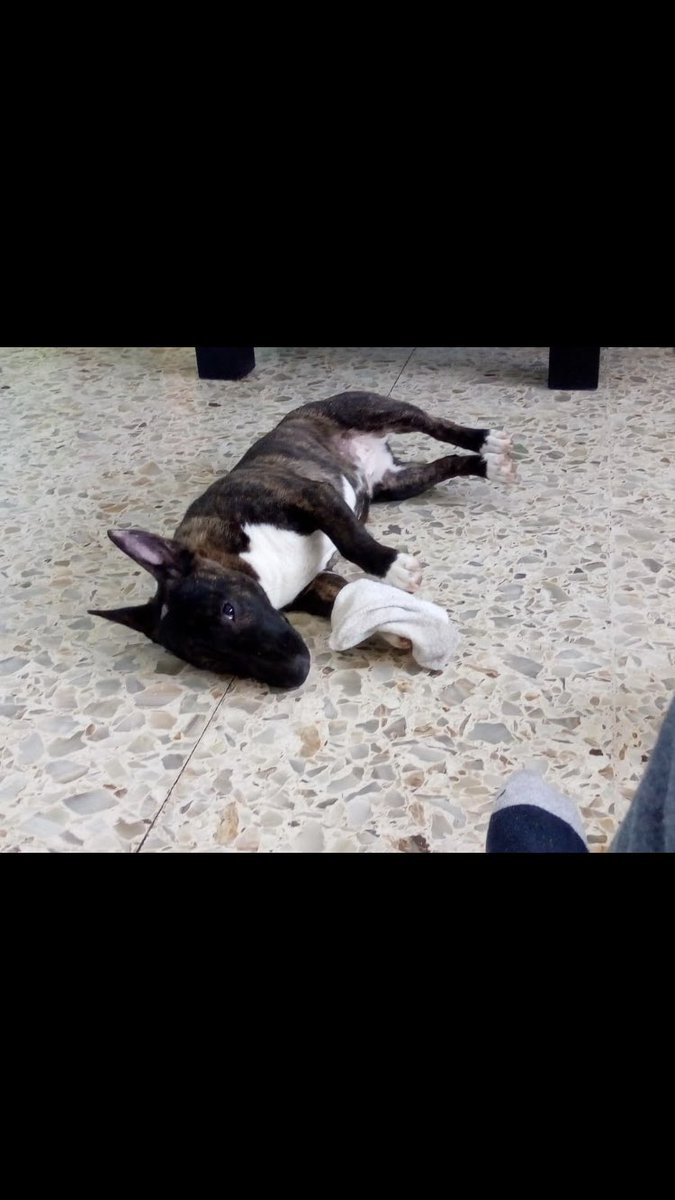Ludmicalderon's tweet photo. Olí sigue sin aparecer!!
Pérdida en la zona quilmes por Alvear y mármol, se que alguien la agarró, ayudenme a seguir difundiendo para que le llegue a la persona, ella estaba muy enfermita por favor 🙏🏼 https://t.co/7804KyIwHE