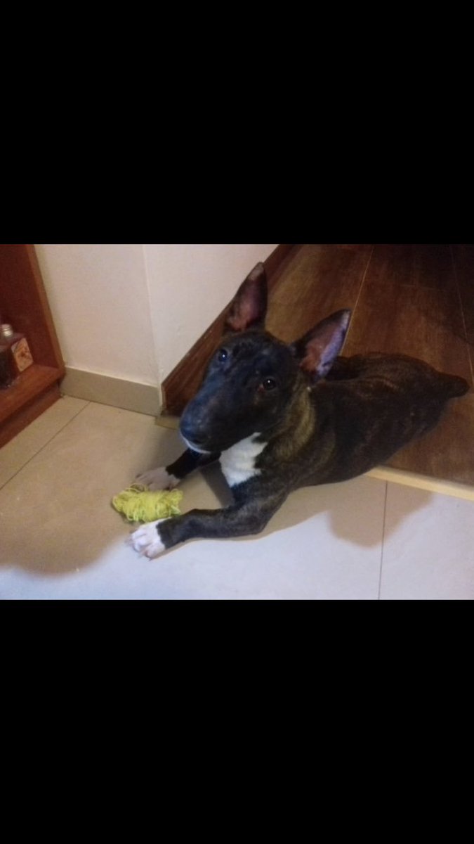 Ludmicalderon's tweet photo. Olí sigue sin aparecer!!
Pérdida en la zona quilmes por Alvear y mármol, se que alguien la agarró, ayudenme a seguir difundiendo para que le llegue a la persona, ella estaba muy enfermita por favor 🙏🏼 https://t.co/7804KyIwHE