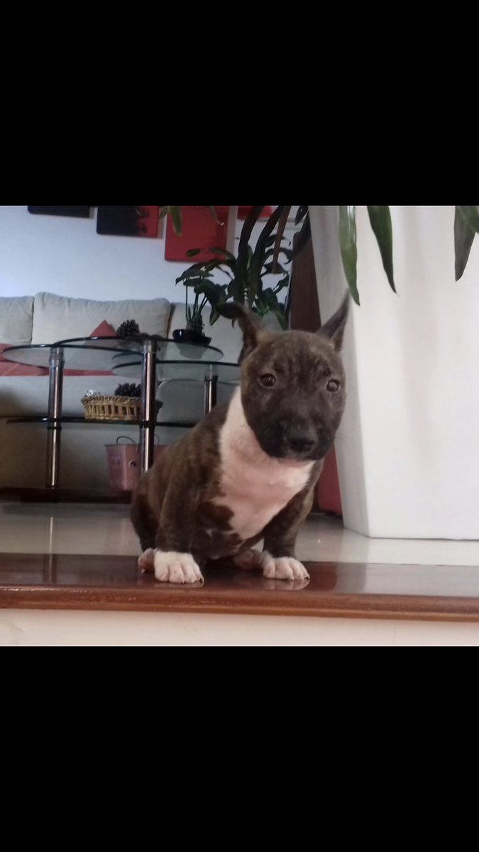 Ludmicalderon's tweet photo. Olí sigue sin aparecer!!
Pérdida en la zona quilmes por Alvear y mármol, se que alguien la agarró, ayudenme a seguir difundiendo para que le llegue a la persona, ella estaba muy enfermita por favor 🙏🏼 https://t.co/7804KyIwHE